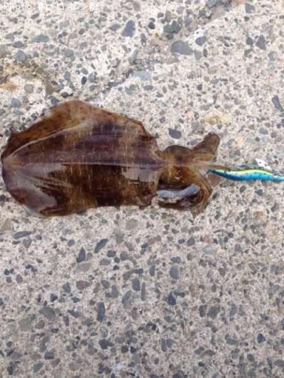 �����ꥤ��