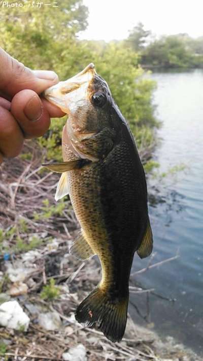 �֥�å��Х�