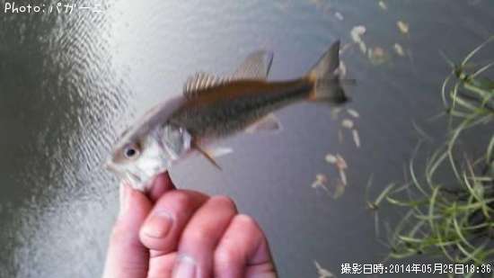 �֥�å��Х�