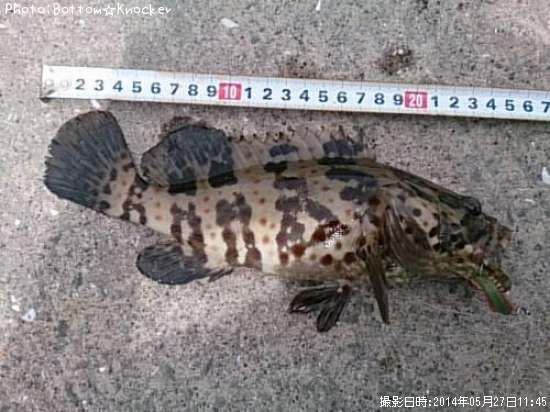 ���㥤���ޥ�ϥ�