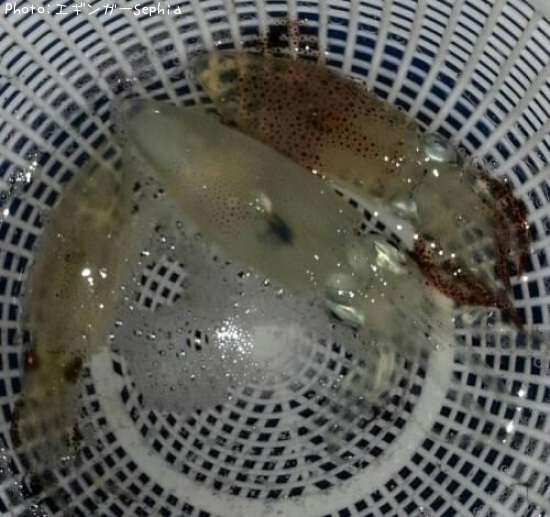 �ҥ������ҥ������ҥ���