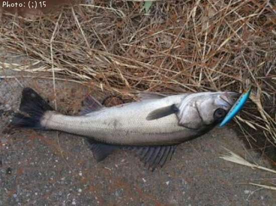 �����Ф�