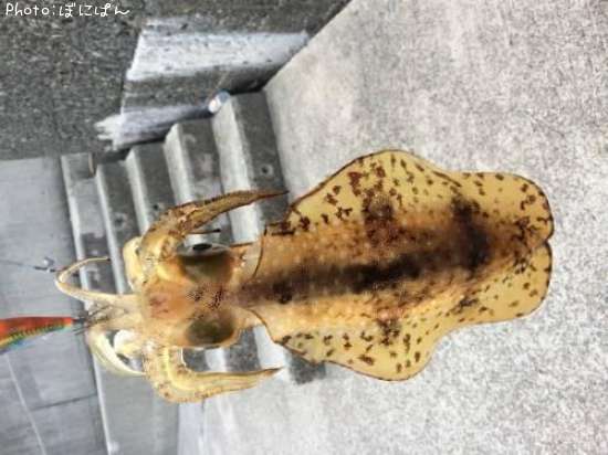 �����ꥤ����