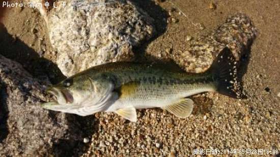 �֥�å��Х�