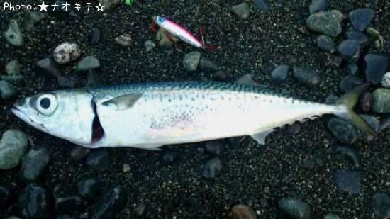 �С�����