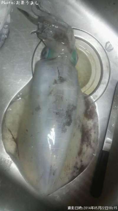 �����ꥤ��