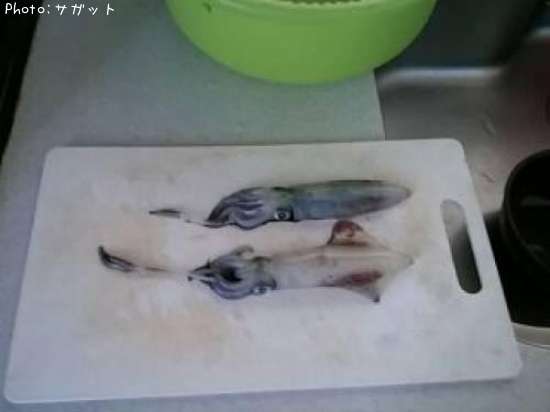 �ƥ��ӥ���