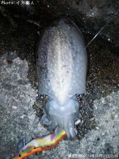 ����䥱����