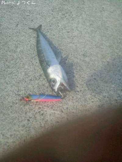 ���С�������