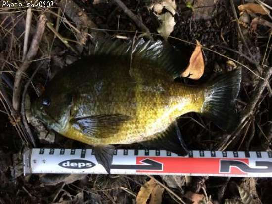 �֥롼����