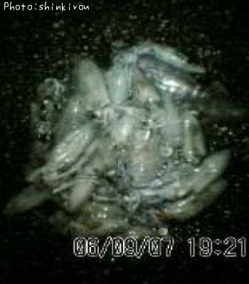 �����ꥤ��