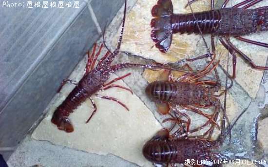 ������Ϸ