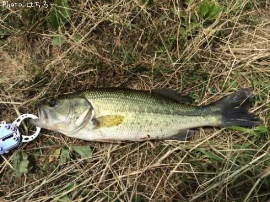 �֥�å��Х�