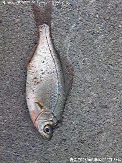 �����ʥ�