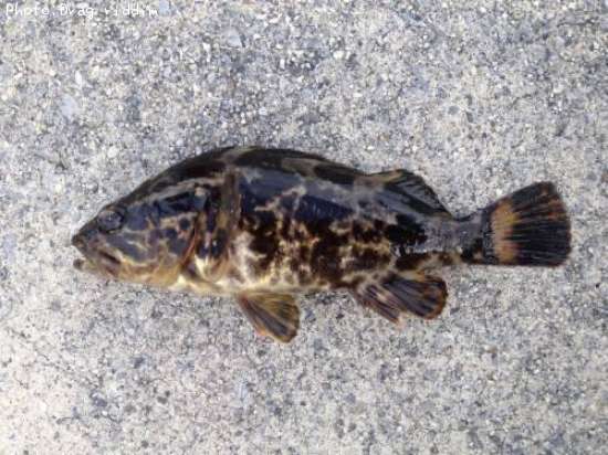 �����Υ���Х�