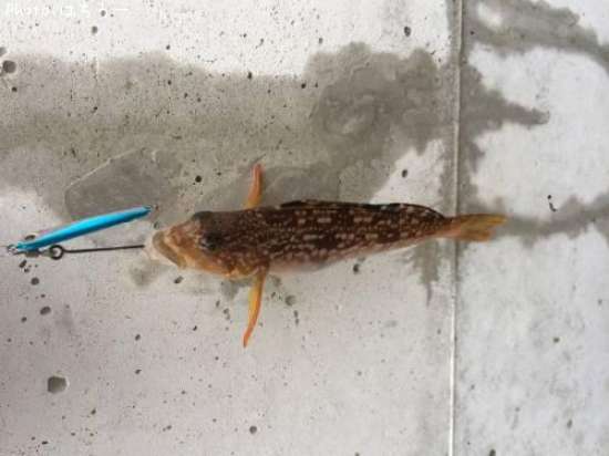 �����ʥ�