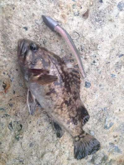 �٥å�������