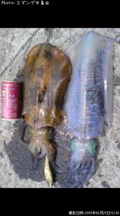 �����ꥤ��