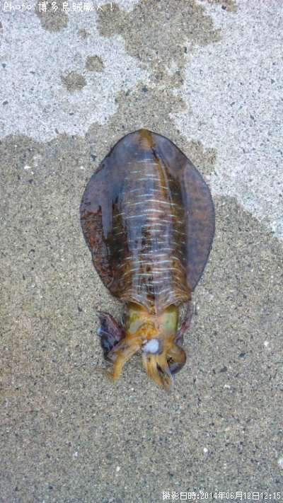 �����ꥤ��