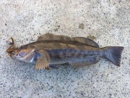 �����ʥ�