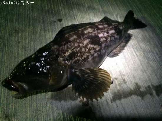 �����ʥ�