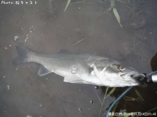 �����Х�