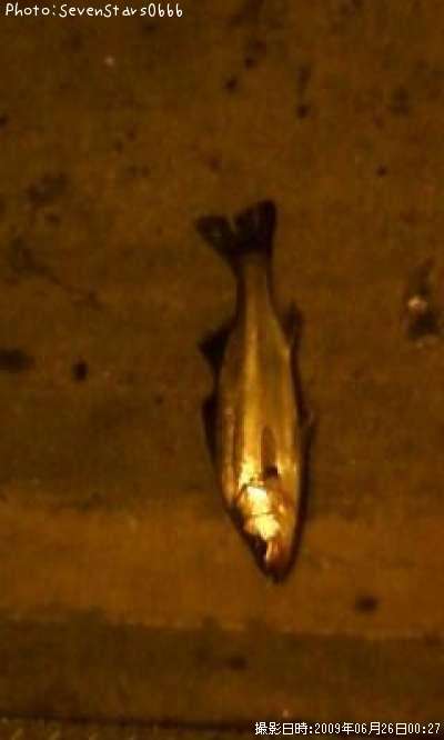 �����Х�