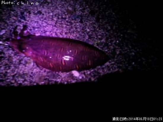 ��󥴥�����