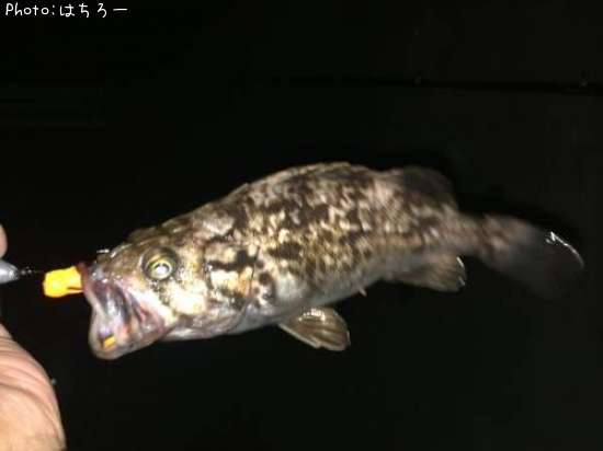 �٥å�������