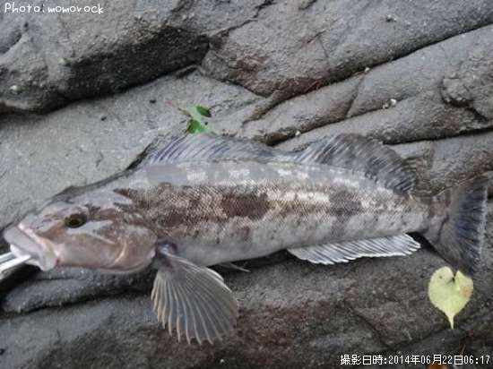 �����ʥ�