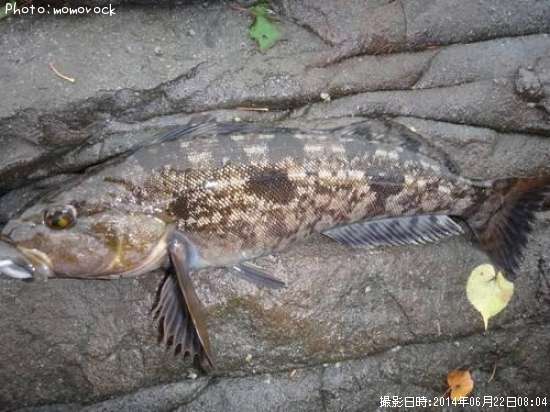 �����ʥ�