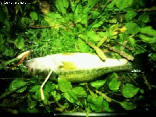 �֥�å��Х�