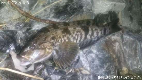 �����ʥ�