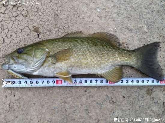 ���⡼��ޥ����Х�