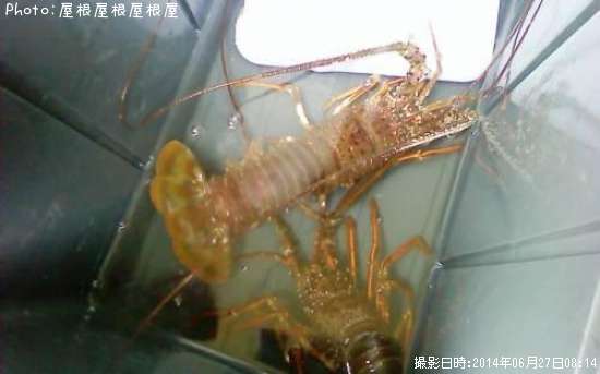 ������Ϸ