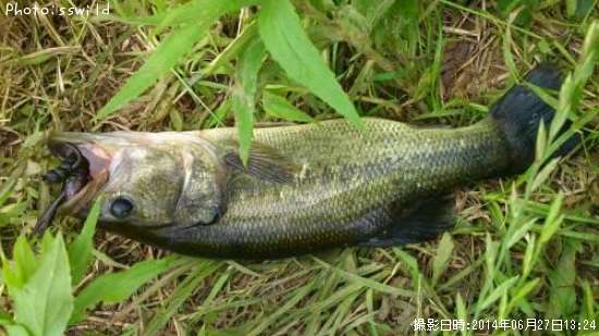 �֥�å��Х�