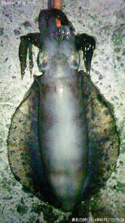 �����ꥤ��