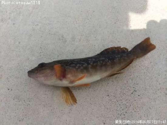 �����ʥ�