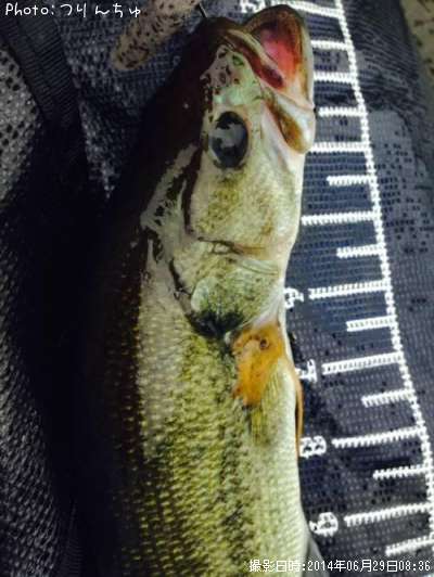 �֥�å��Х�