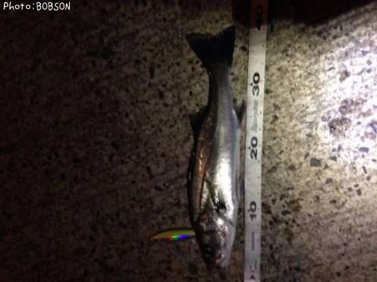 �����Х�