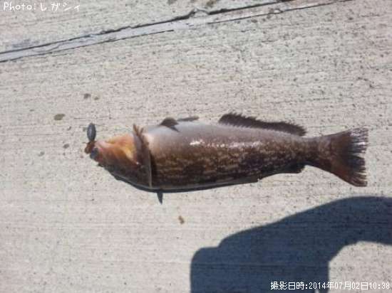 �����ʥ�