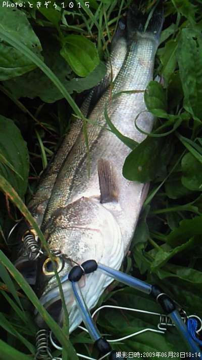 �����Х�