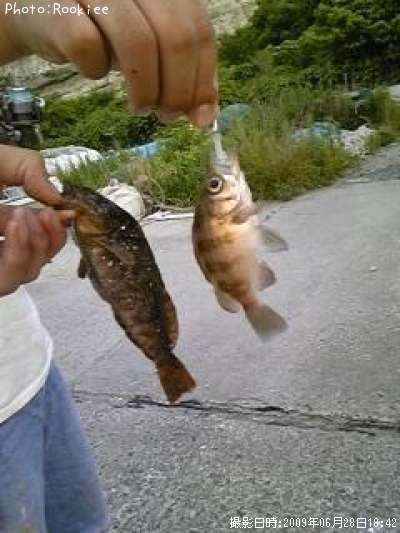 �����ʥᡡ��Х�