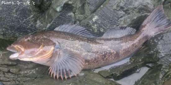 �����ʥ�