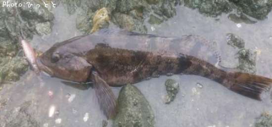 �����ʥ�