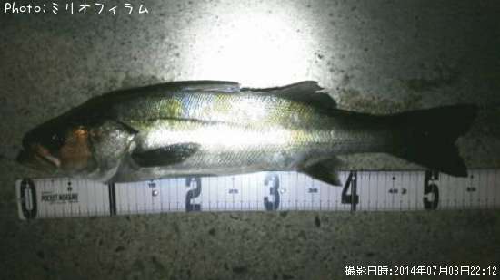 �����Х�