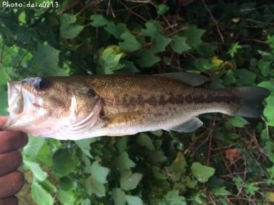 �֥�å��Х�