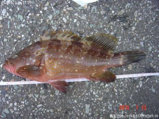 �����ϥ�