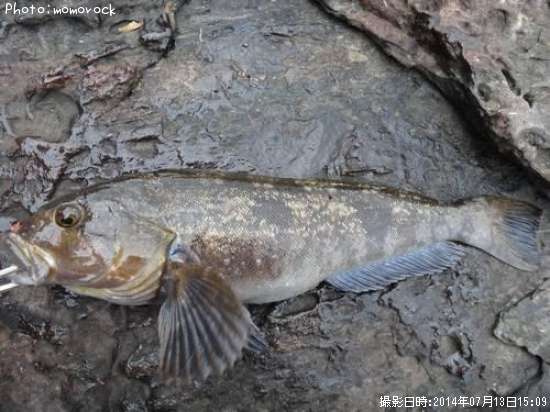 �����ʥ�