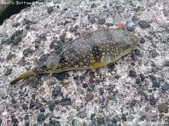 �����ե�